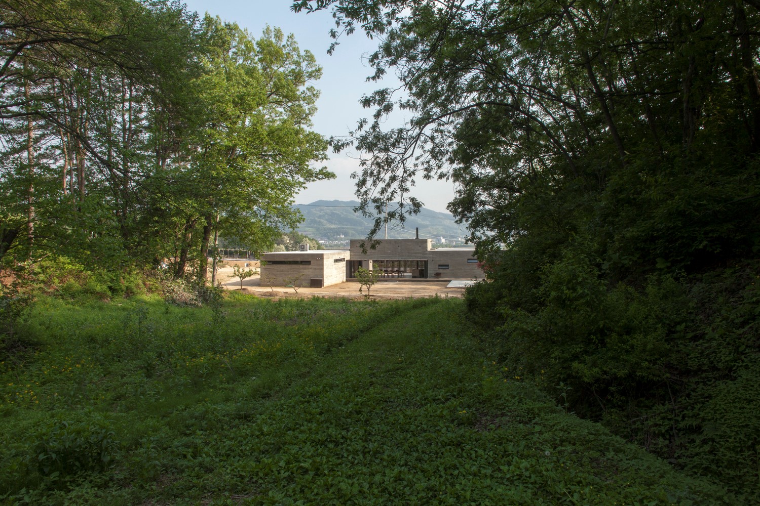 韩国蒲公英,韩国野生蒲公英的种植