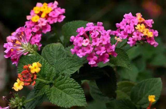 5月蚊虫多,咱可不要怕,卧室摆上几盆花,蚊虫问题轻松解决!