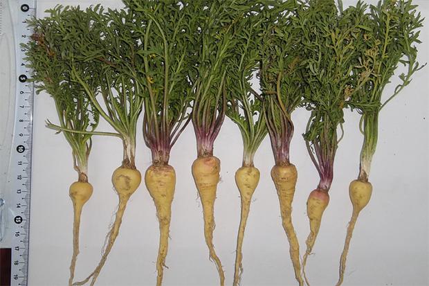 生蚝枸杞韭菜补肾是立竿见影的吗,补肾壮阳的韭菜和山药怎么用法