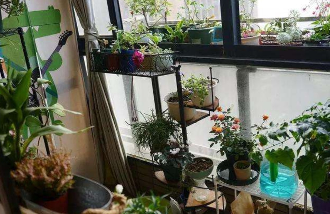 长期不在家家里花草怎么浇水,出门半年家里的花草怎么浇水