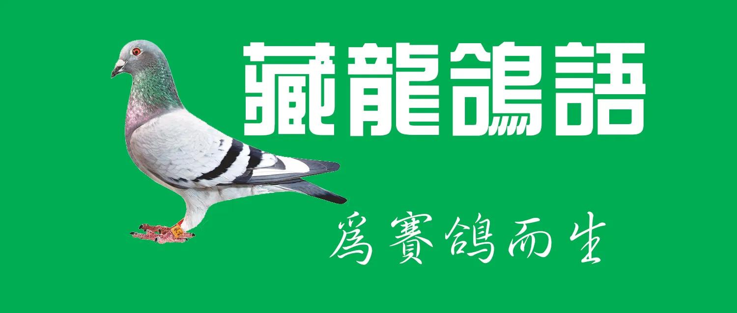 鸽子感染新冠病毒怎么治,赛鸽呼吸道感染预防治疗