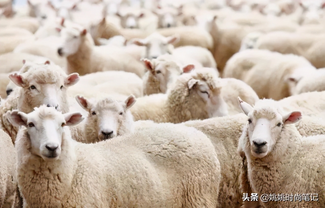 羊毛在羊身上出羊绒,羊毛出在羊身上案例