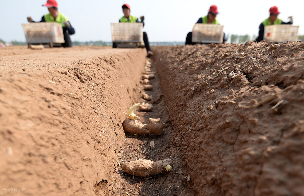 生姜的种植方法具体步骤,生姜种植方法姜芽向下还是向上
