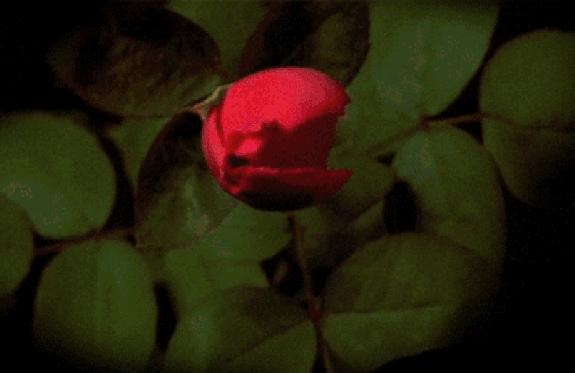 精致实用的家居好物推荐视频,精致实用家居好物推荐