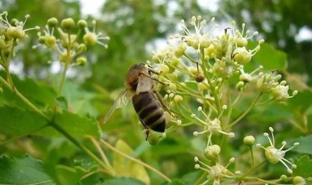夸赞蜂王浆,你对蜂王浆有什么认识
