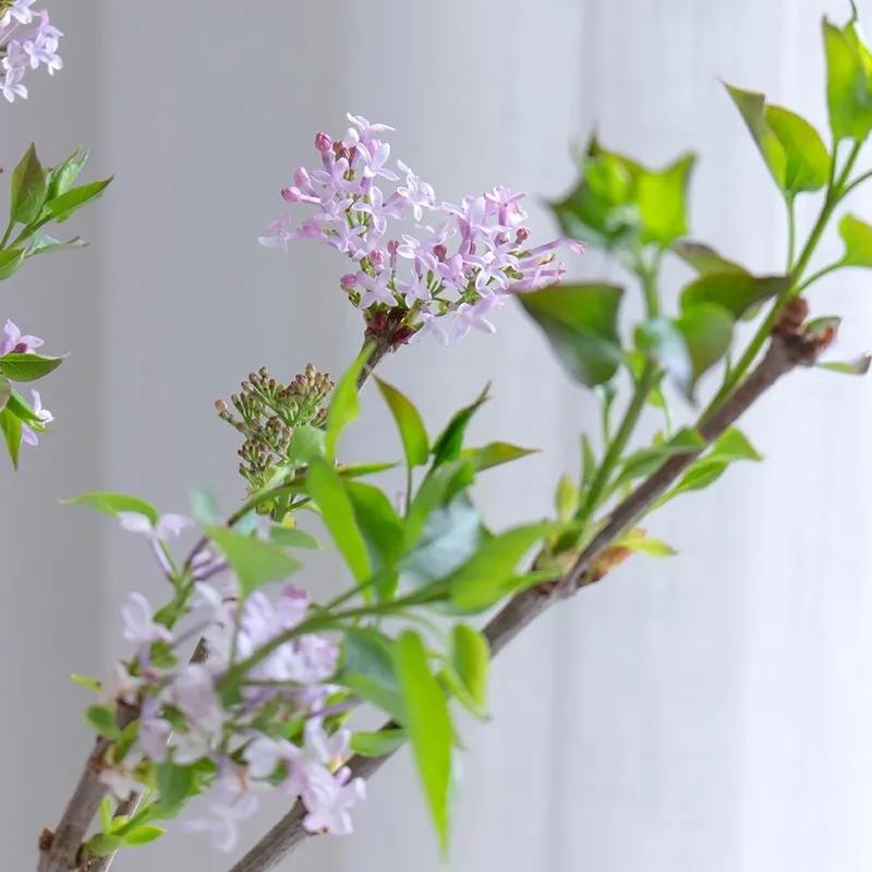 经验贴分享视频,鲜切花非洲菊的养护方法