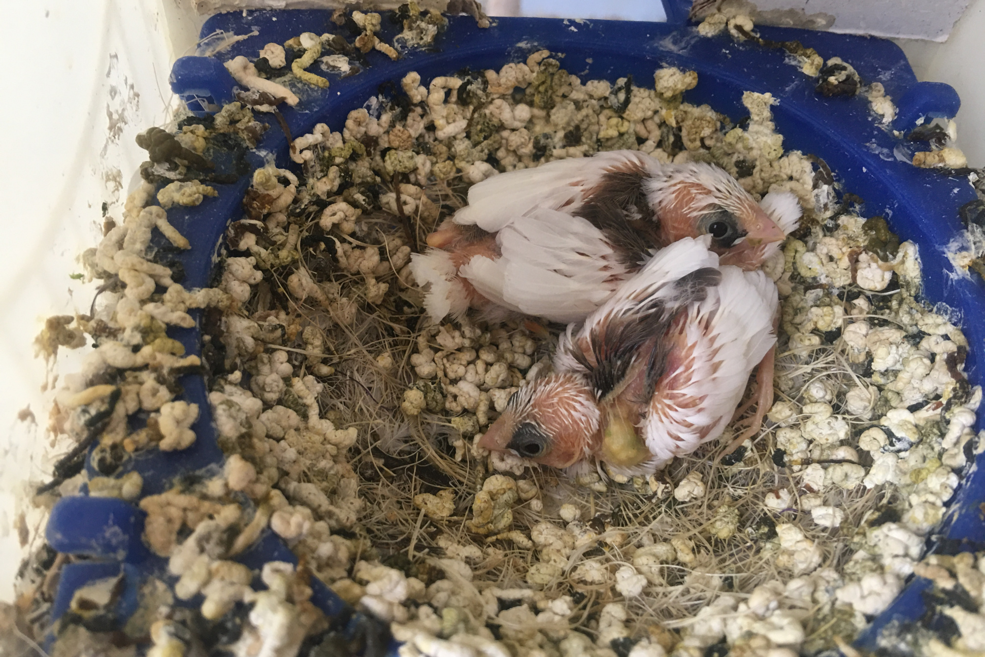 雏鸟不主动索食,不会张嘴的雏鸟怎么喂食