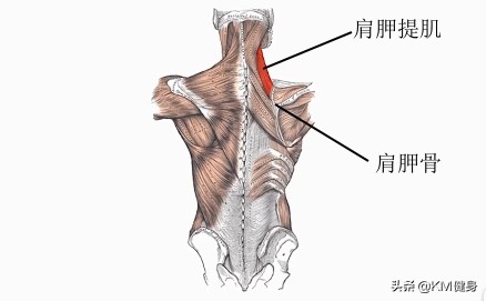 背部肩胛骨凸起该怎么改善图片,后背肩胛骨高低如何矫正