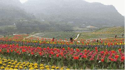 元宵花灯太美了,春季赏花郁金香太美了