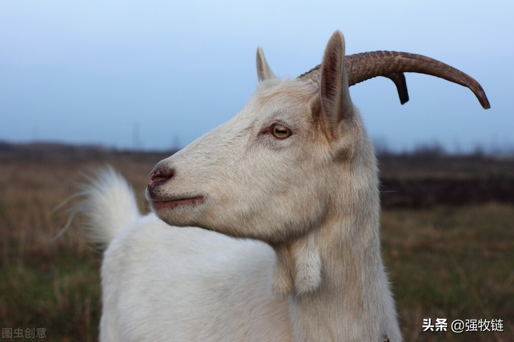 牛羊布病容易得吗,布病的牛羊怎么处理