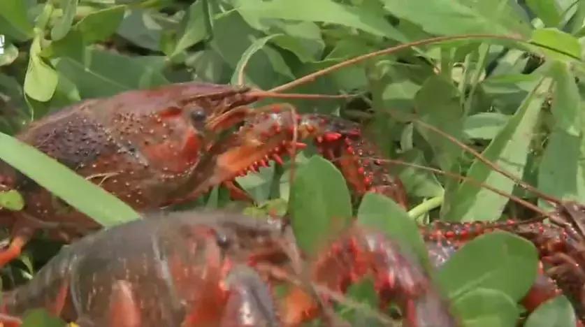 养10亩小龙虾一年赚多少钱,养100亩小龙虾一年能赚多少钱