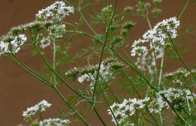 大面积蛇床子的种植方法,蛇床子种植技术及亩效益