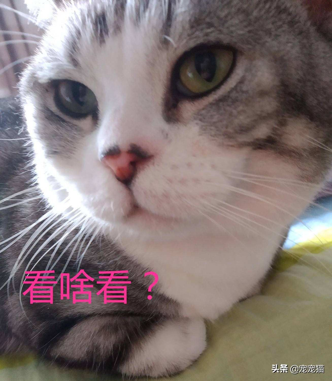 猫在你身上留下气味洗澡会洗掉吗,猫一直在你身上闻是为什么