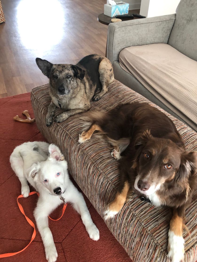 养一只幼年的小狗它会孤独吗,养一只小狗感觉小狗太孤独了