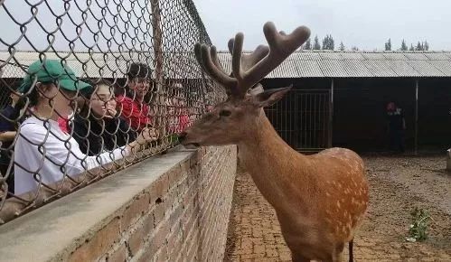 梅花鹿王娇,梅花鹿王娇简历