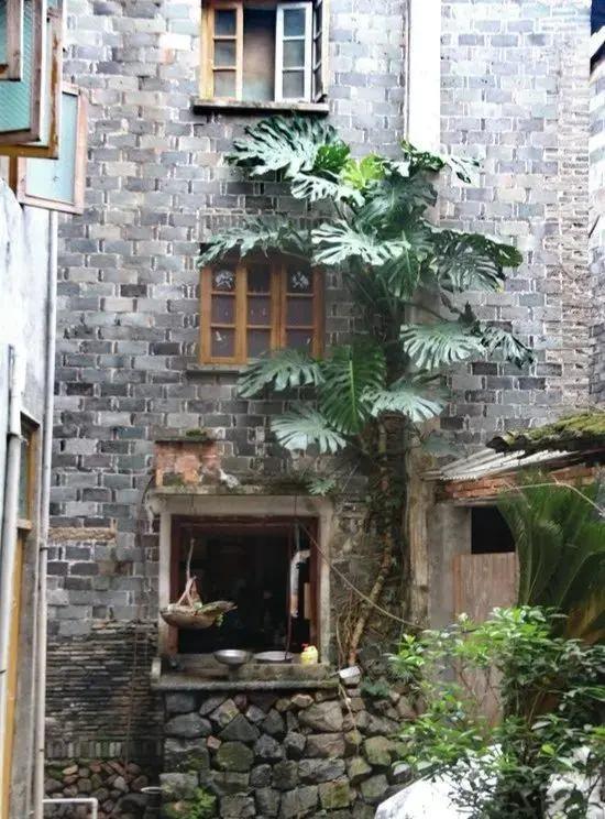 长了二十年的芦荟,龟背竹芦荟