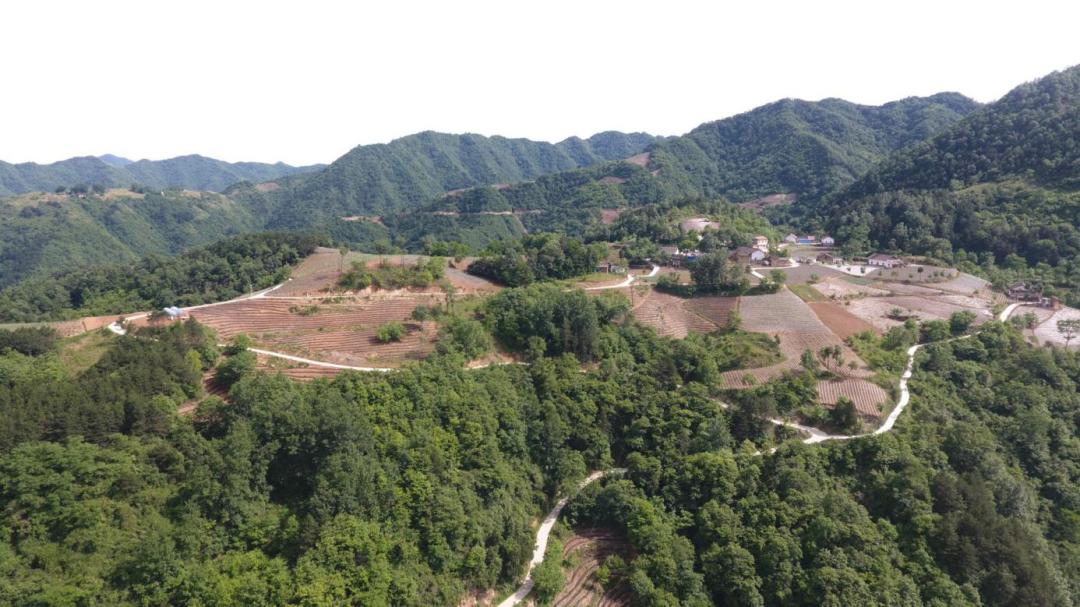 同心奔小康·柞水行|“山茶娃”凝聚浓浓“山海情”