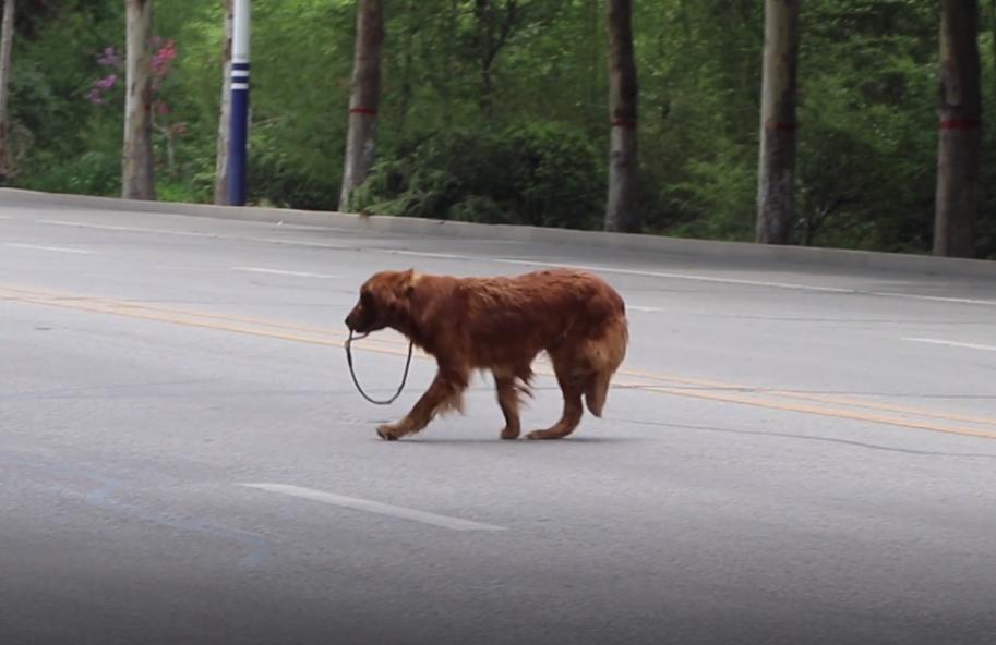 叼着绳子的金毛找到了吗,叼着绳子的金毛后续