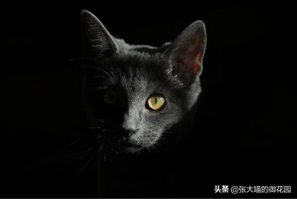 有人说养猫对生育功能有影响,养猫会提高对尘螨的免疫力么