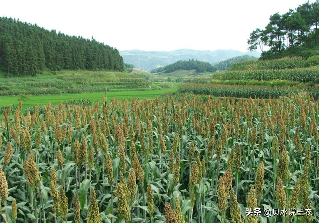 高粱栽培技术，关于播种前的种子处理，以及适时的播种知识
