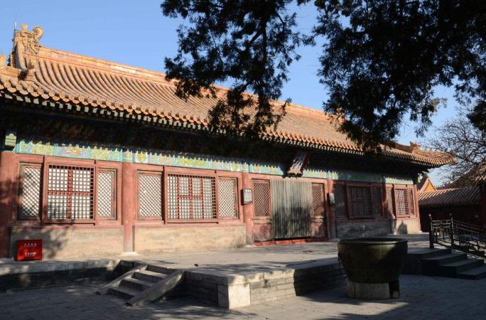 精品皮球珍珠金鱼图片,龙睛珍珠鳞金鱼