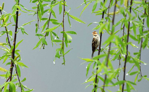 杨柳的诗句古诗大全,杨柳的原创诗词