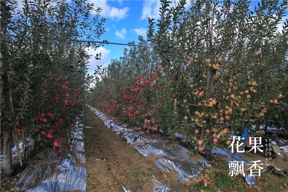 一箱水果能赚多少钱,一箱水果利润多少