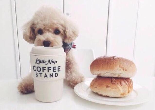 纯种的泰迪犬多少钱一只,泰迪犬多少钱一只纯种