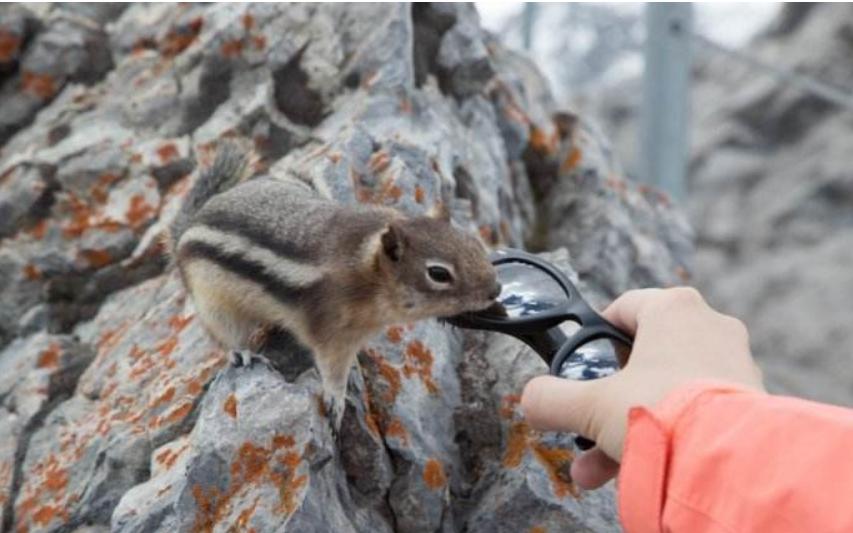 松鼠怎么胆子越来越小,松鼠训练到处乱窜