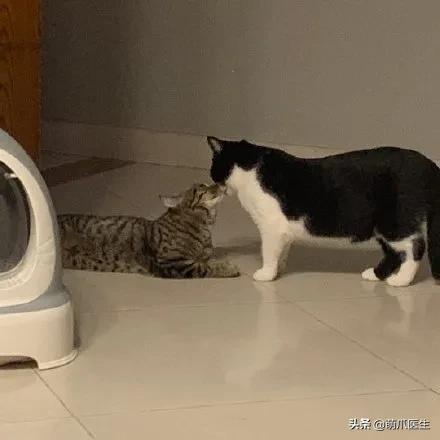 猫：这辈子亲过最狠的嘴…都看见嗓子眼儿了