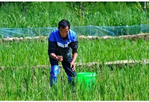 特色种植什么一年能有百万效益,一亩地种植两季投入多少收益多少
