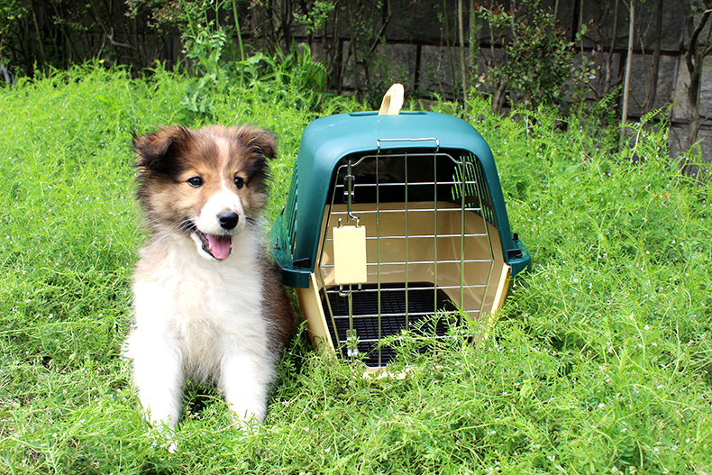 空运托运金毛,托运金毛导致托运金毛死亡