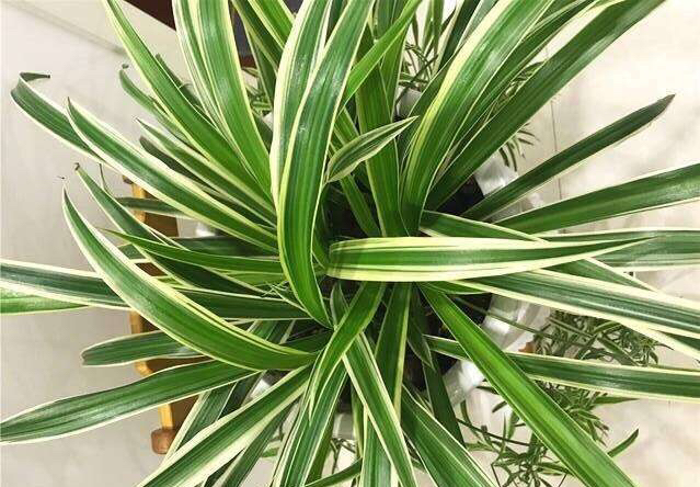 为什么吊兰开一次花就不开了,为什么吊兰一浇水就烂