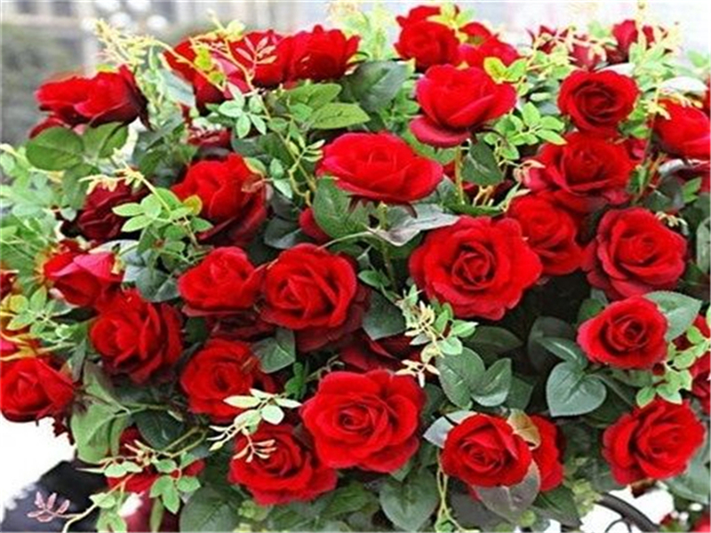 玫瑰种子播种时间几月份最佳,玫瑰种子应该如何处理