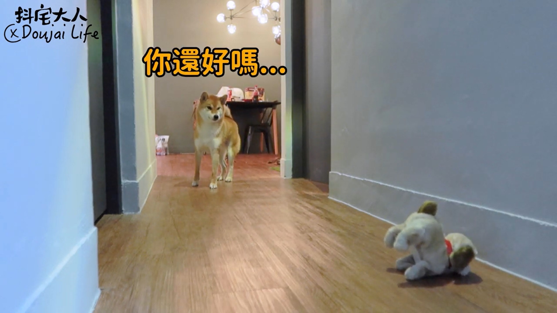 胆小柴犬遇神秘东西秒被吓跑　吓到脸歪、弹起反应笑翻网民