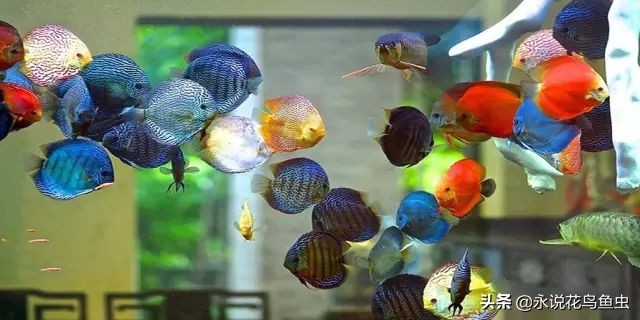 养七彩水质怎样配制成酸性水,七彩繁殖期间能换水吗