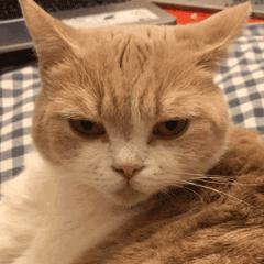 猫咪胡须对猫有什么影响,猫咪的胡子能招财吗