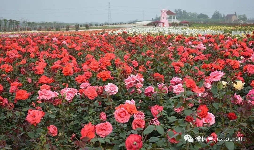 常州这10个被全省表彰的“网红村”、“创意园”，你去过吗？