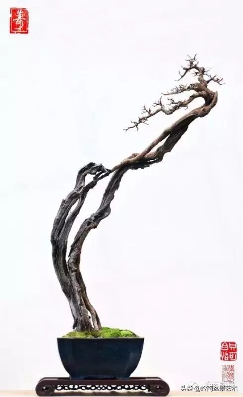 素仁格与文人树，你怎么看？