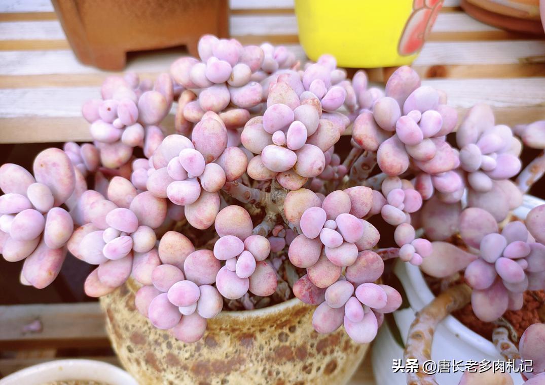 多肉桃蛋如何度夏,桃蛋多肉夏天可以暴晒吗