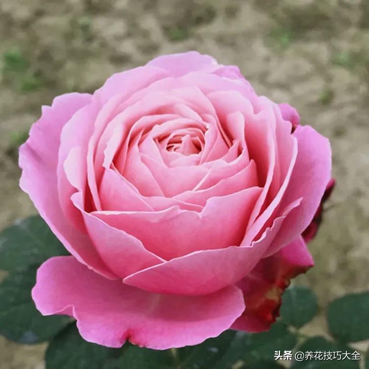 四季开花的月季又香又好养有几种,最漂亮10种盆栽月季