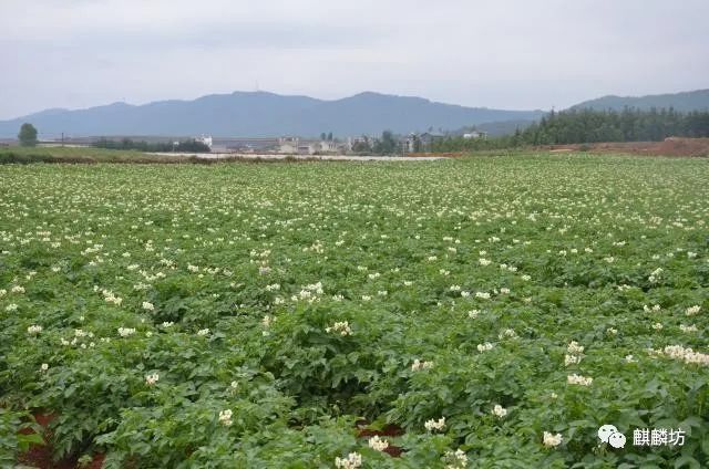 五一麒麟区旅游,麒麟坊哪里好玩
