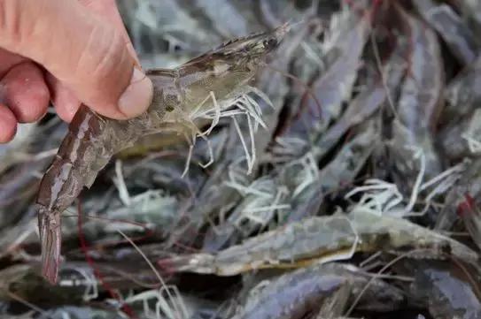 如何养出高品质对虾,怎么养出来的虾活蹦乱跳