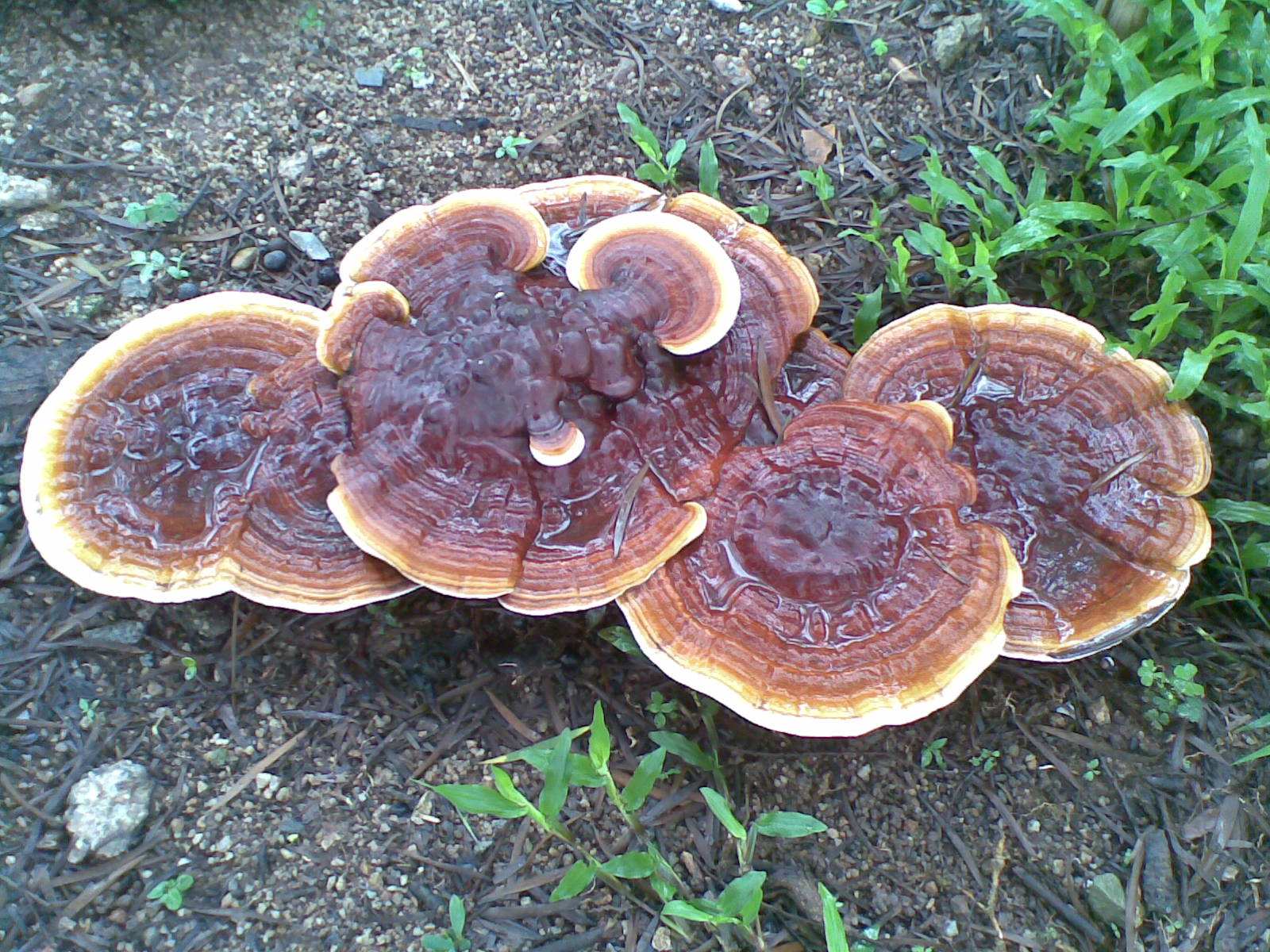 怎样区别灵芝是真是假,怎么样辨认灵芝和菌类