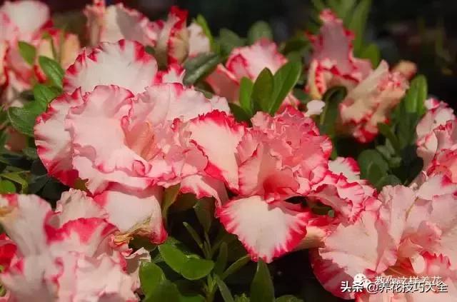 绿萝吊兰怎么去甲醛,这4种花比吊兰绿萝好养