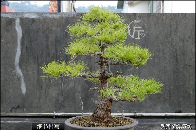 黑松盆景造型实例图解 (小型黑松造型盆景)