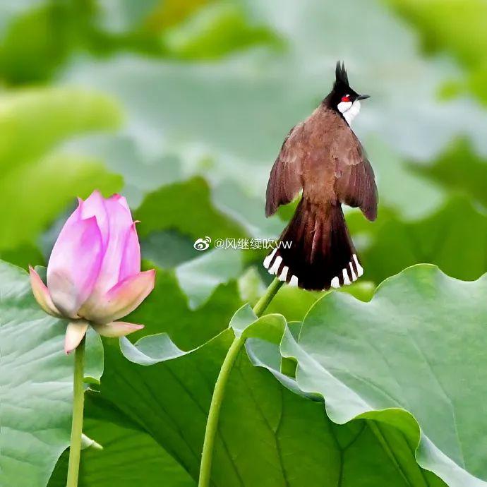 广州有荷花的地方,广州周边的荷花景点推荐