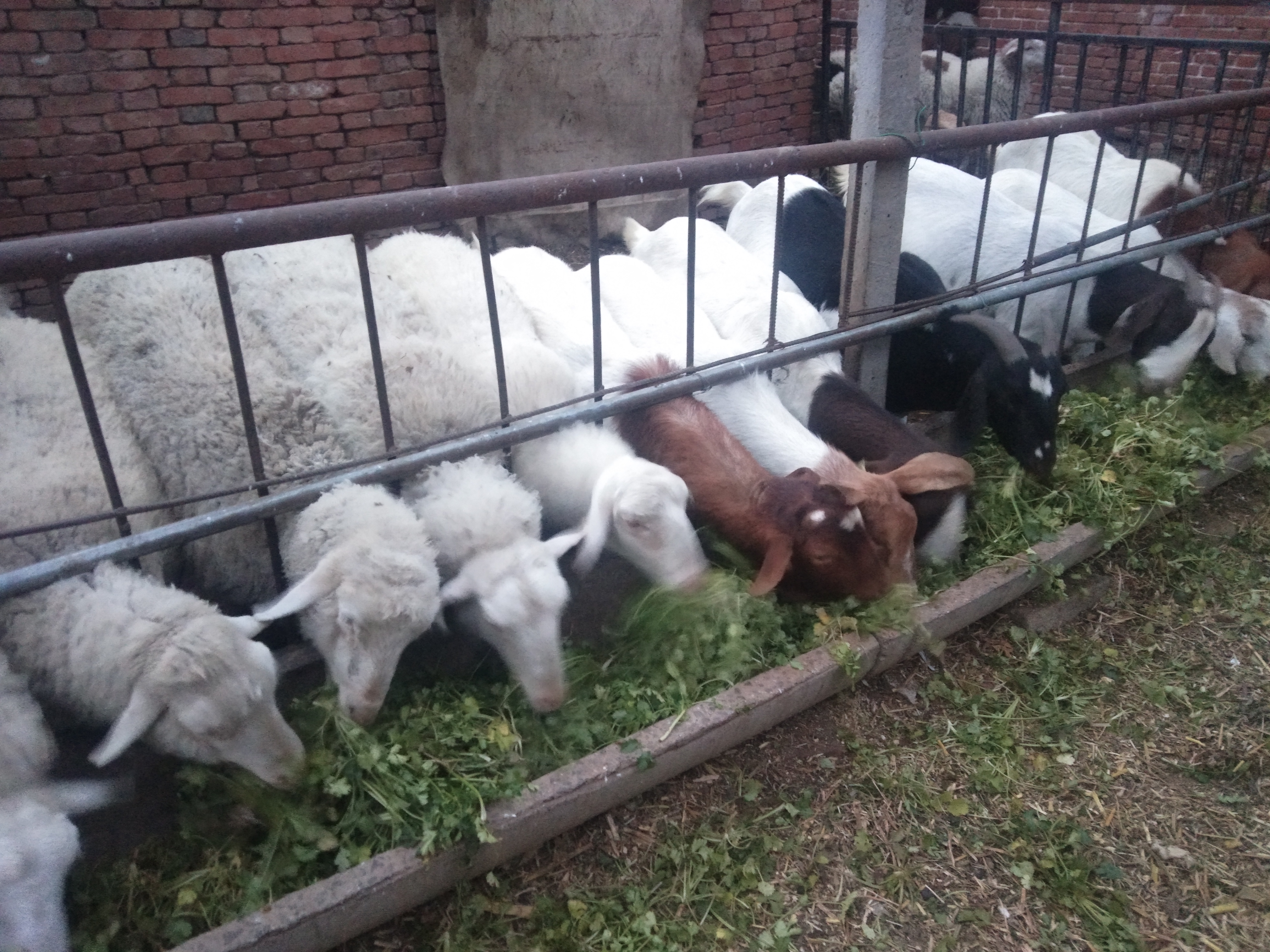 圈养和放养的感悟,圈养宠物的感悟