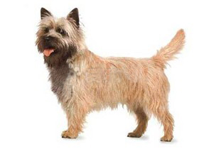 最受欢迎的四大宠物狗你养了吗,比较可爱乖巧的宠物狗有哪些