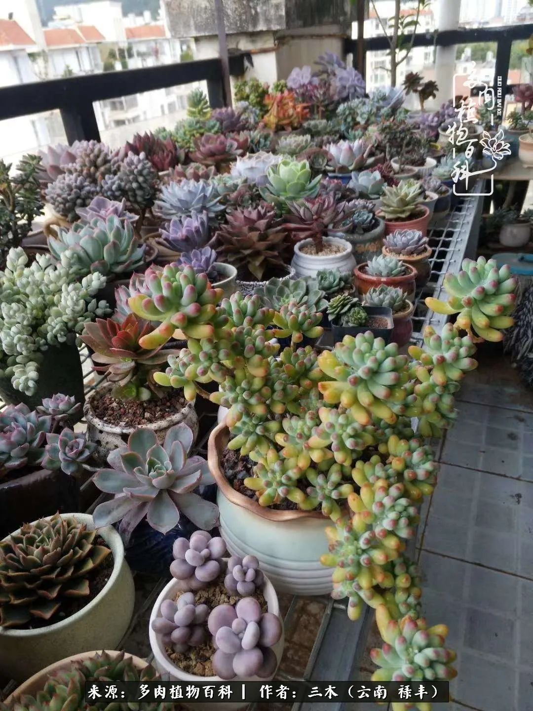 结缘多肉，阳台这一亩三分地就是我的世外桃源